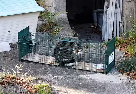 Straßenkatze in der Falle Straßenkatze in der Falle