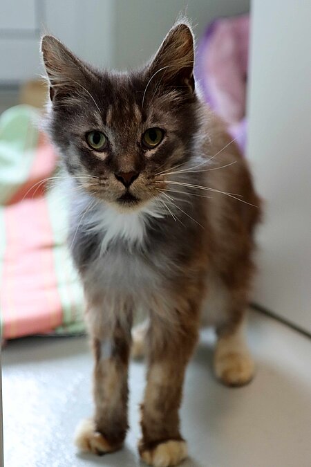 Merlin