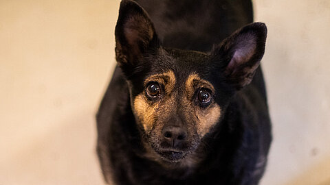 Laika 