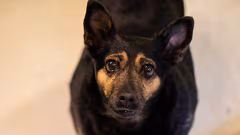 Laika