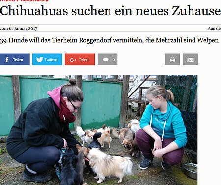 06. Januar 2017 – SVZ | "Chihuahuas suchen ein neues Zuhause"