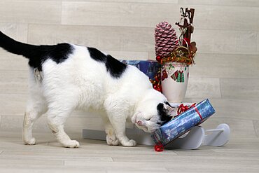 Kater Dexter aus dem Tierheim in Meißen